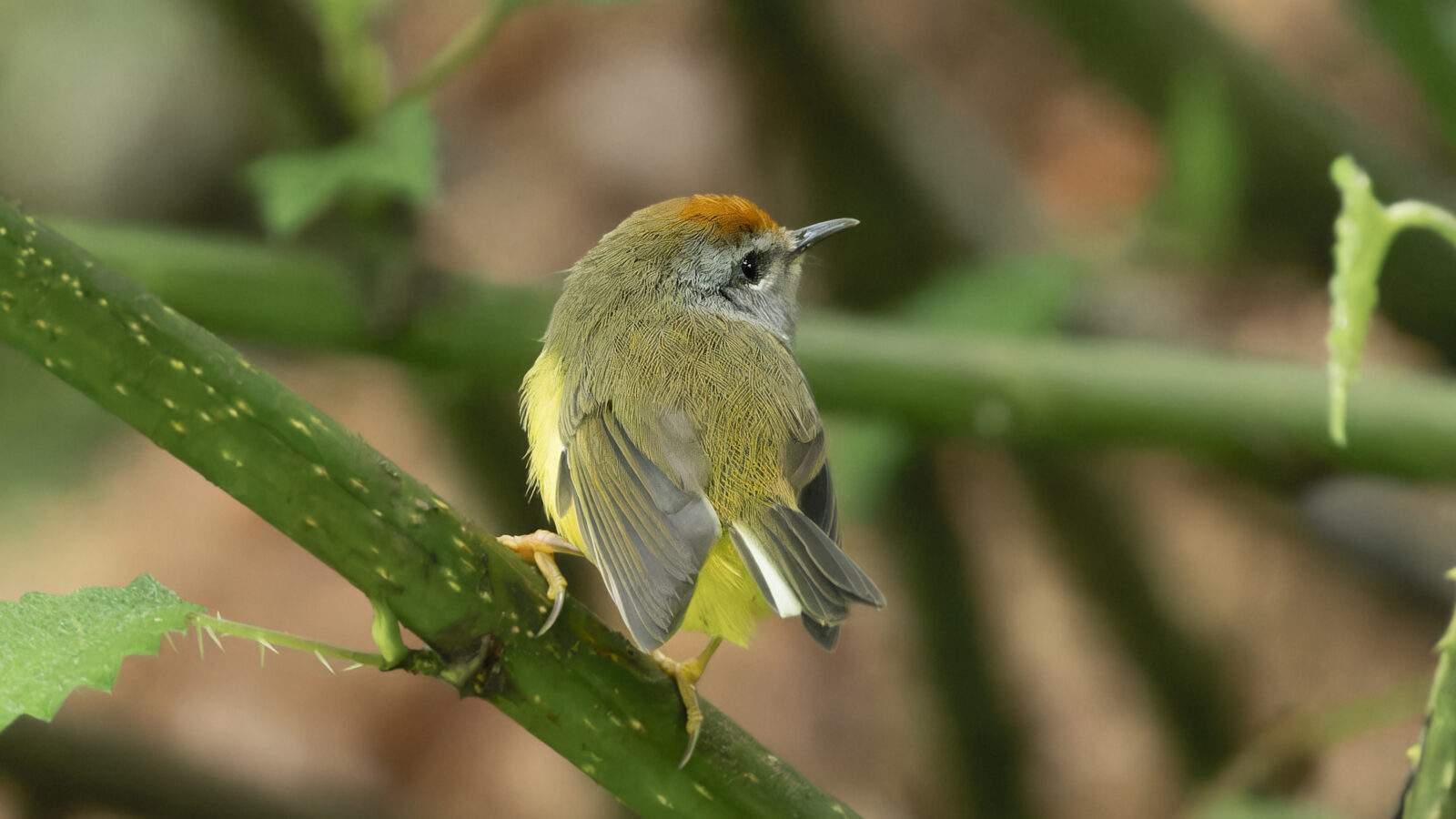 Broad-billed Warbler