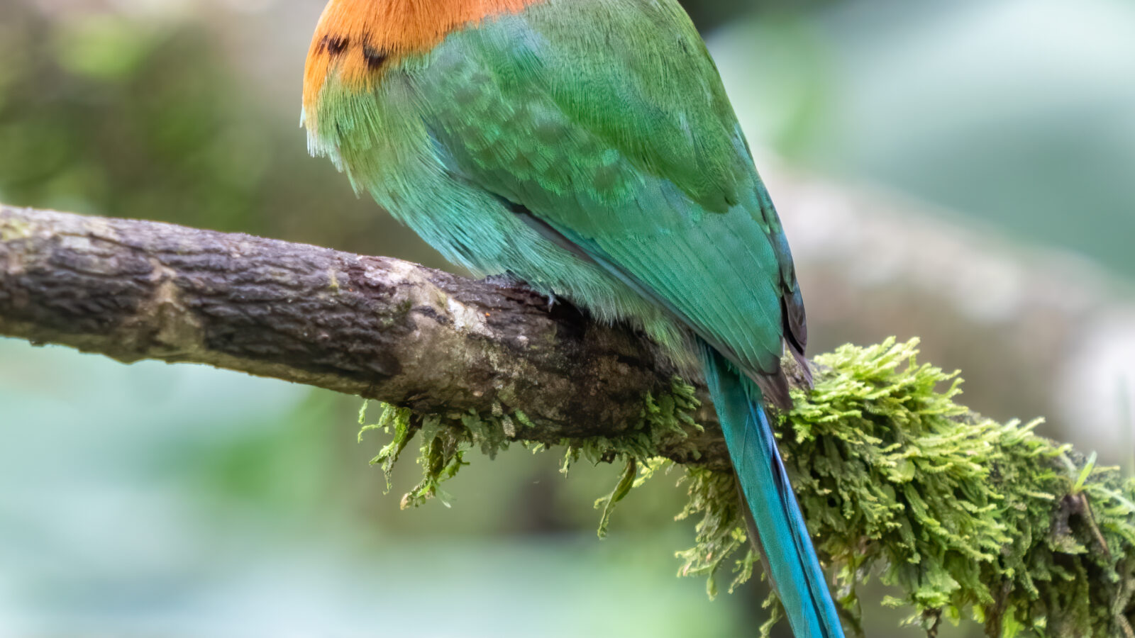 Broad-billed Motmot