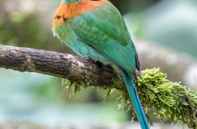 Broad-billed Motmot