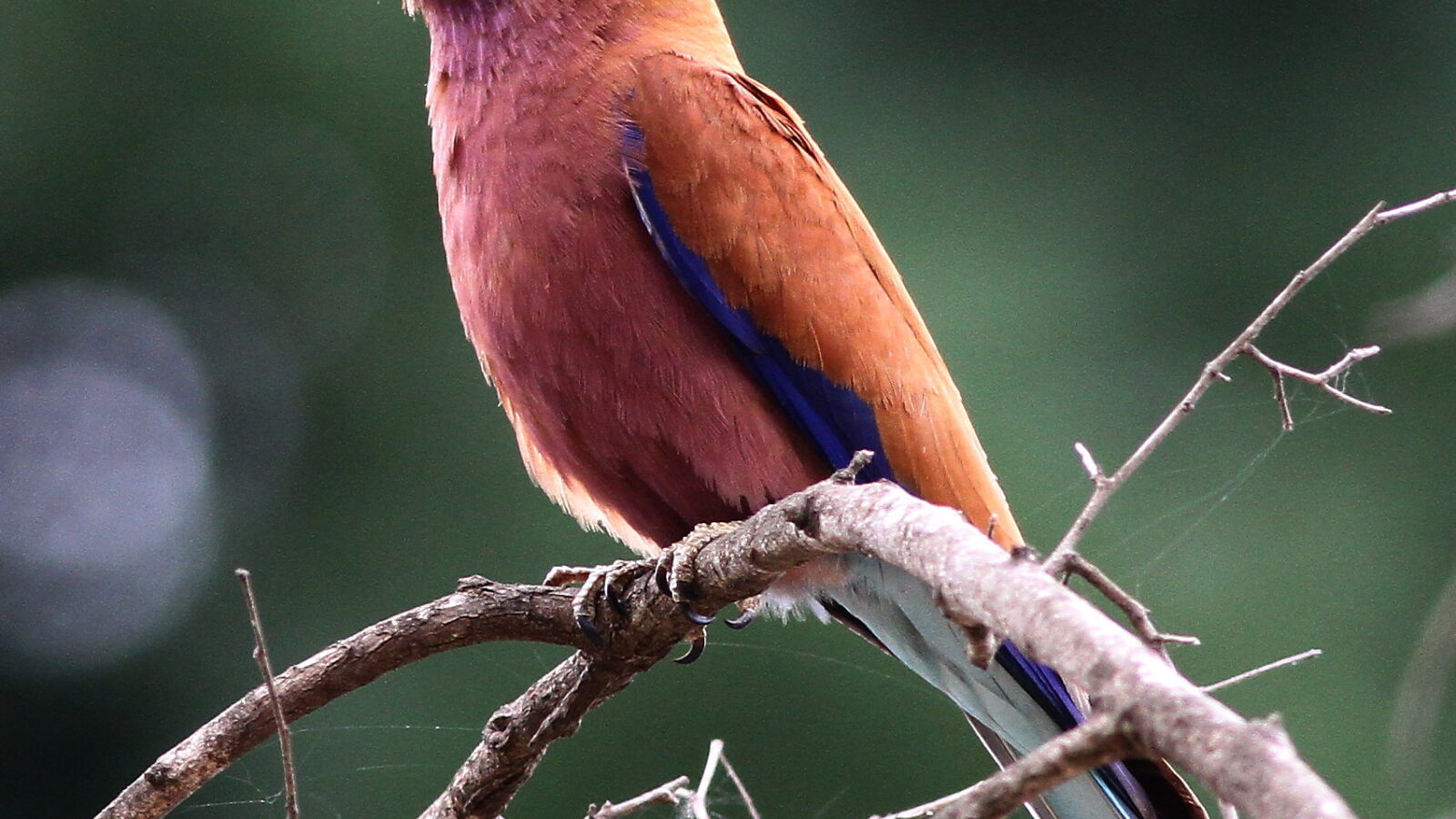 Broad-billed Roller