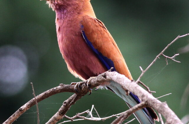 Broad-billed Roller
