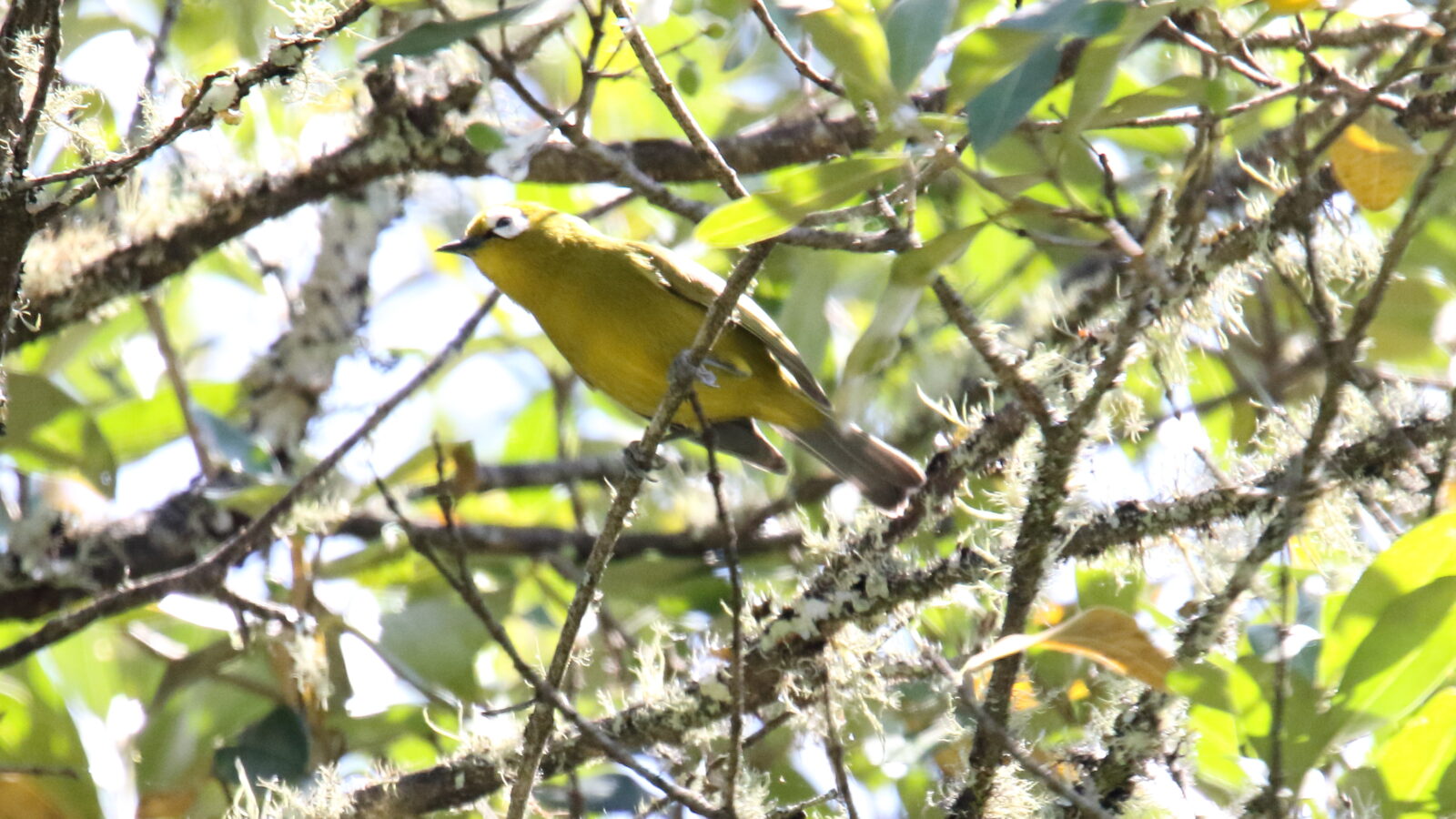 Broad-ringed White-eye