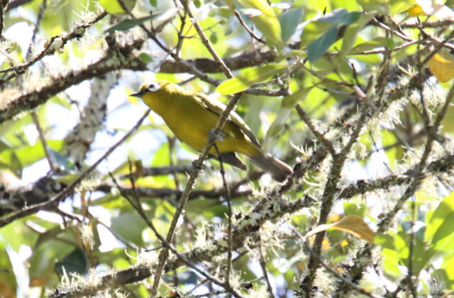 Broad-ringed White-eye