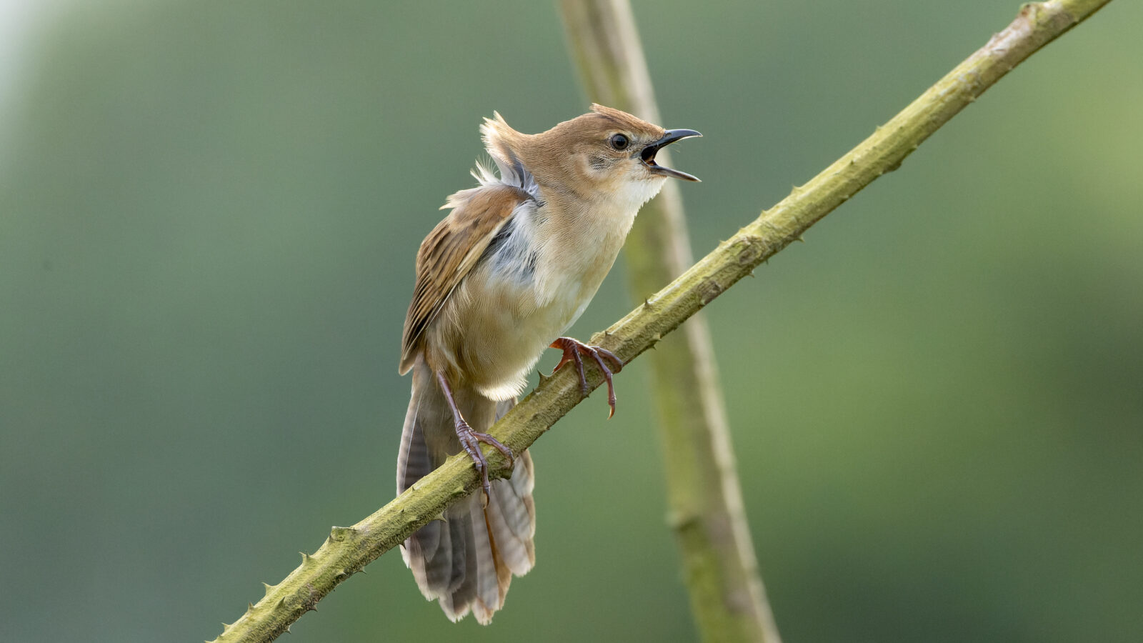 Broad-tailed Grassbird