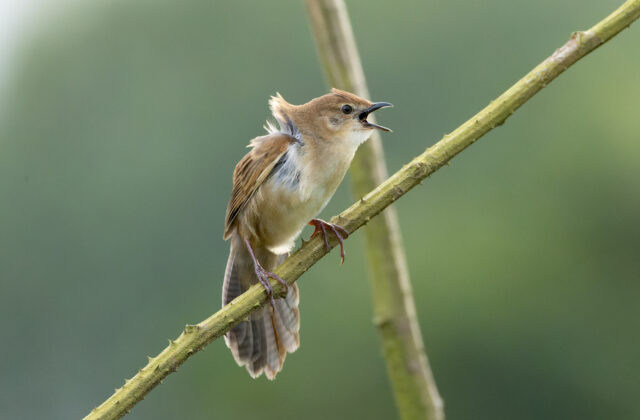 Broad-tailed Grassbird