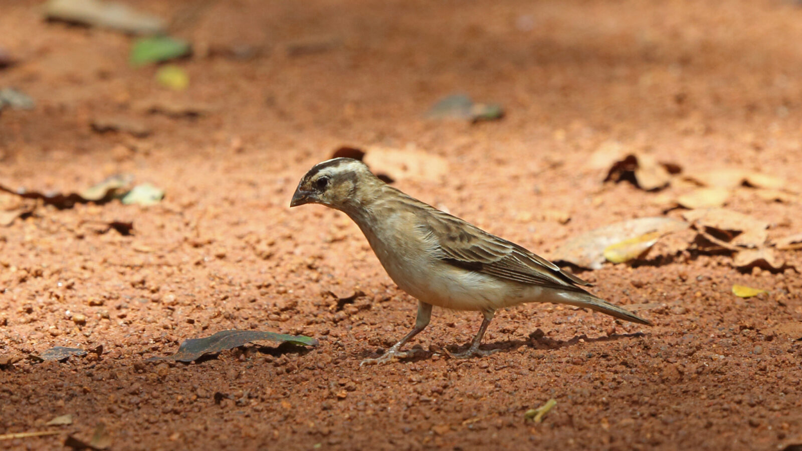 Broad-tailed Paradise Whydah