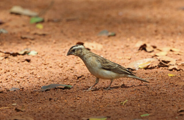 Broad-tailed Paradise Whydah