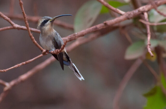 Broad-tipped Hermit