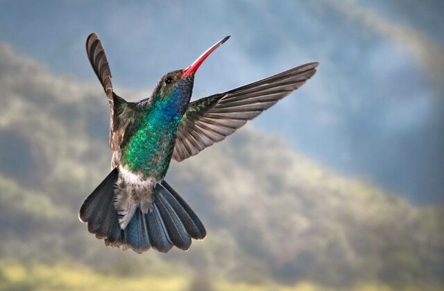 Broad-billed Hummingbird