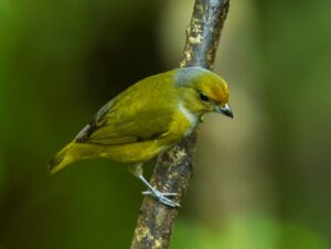 Bronze-green Euphonia