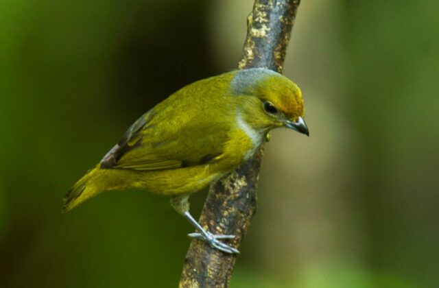 Bronze-green Euphonia