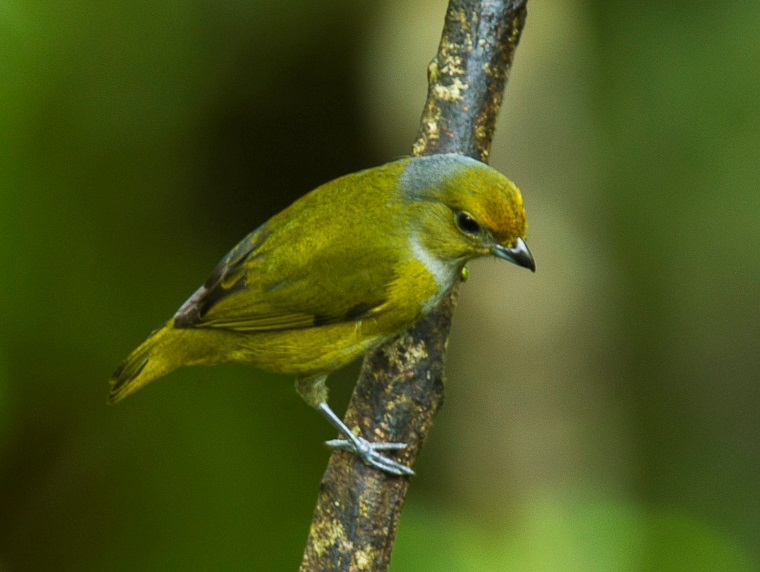 Bronze-green Euphonia
