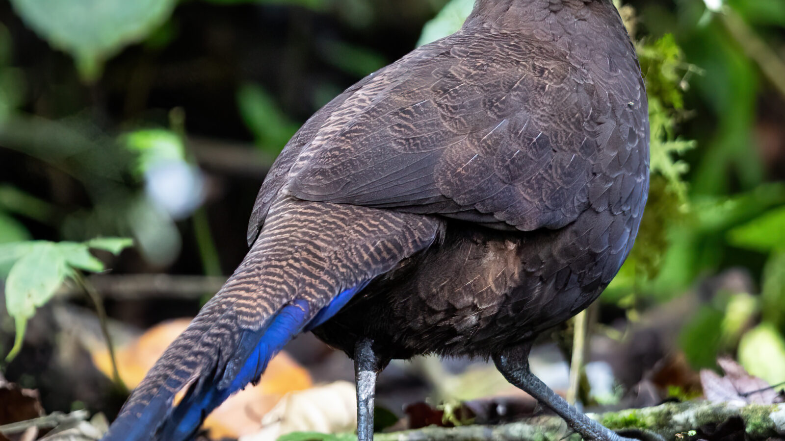 Sumatran Peacock-Pheasant
