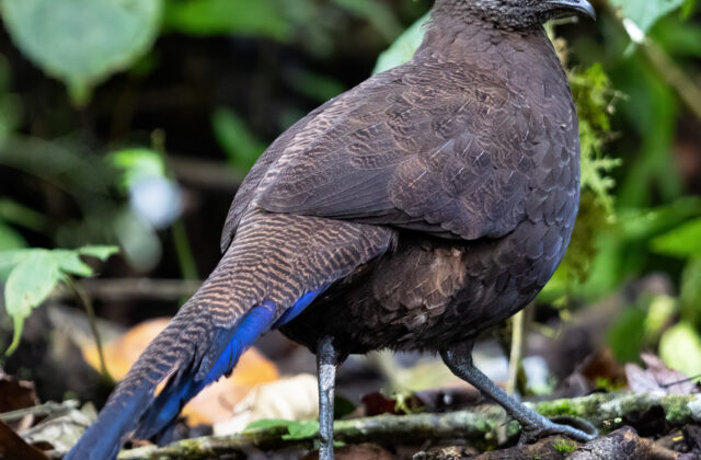 Sumatran Peacock-Pheasant