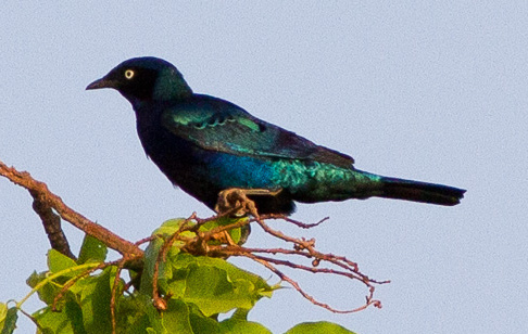 Bronze-tailed Starling