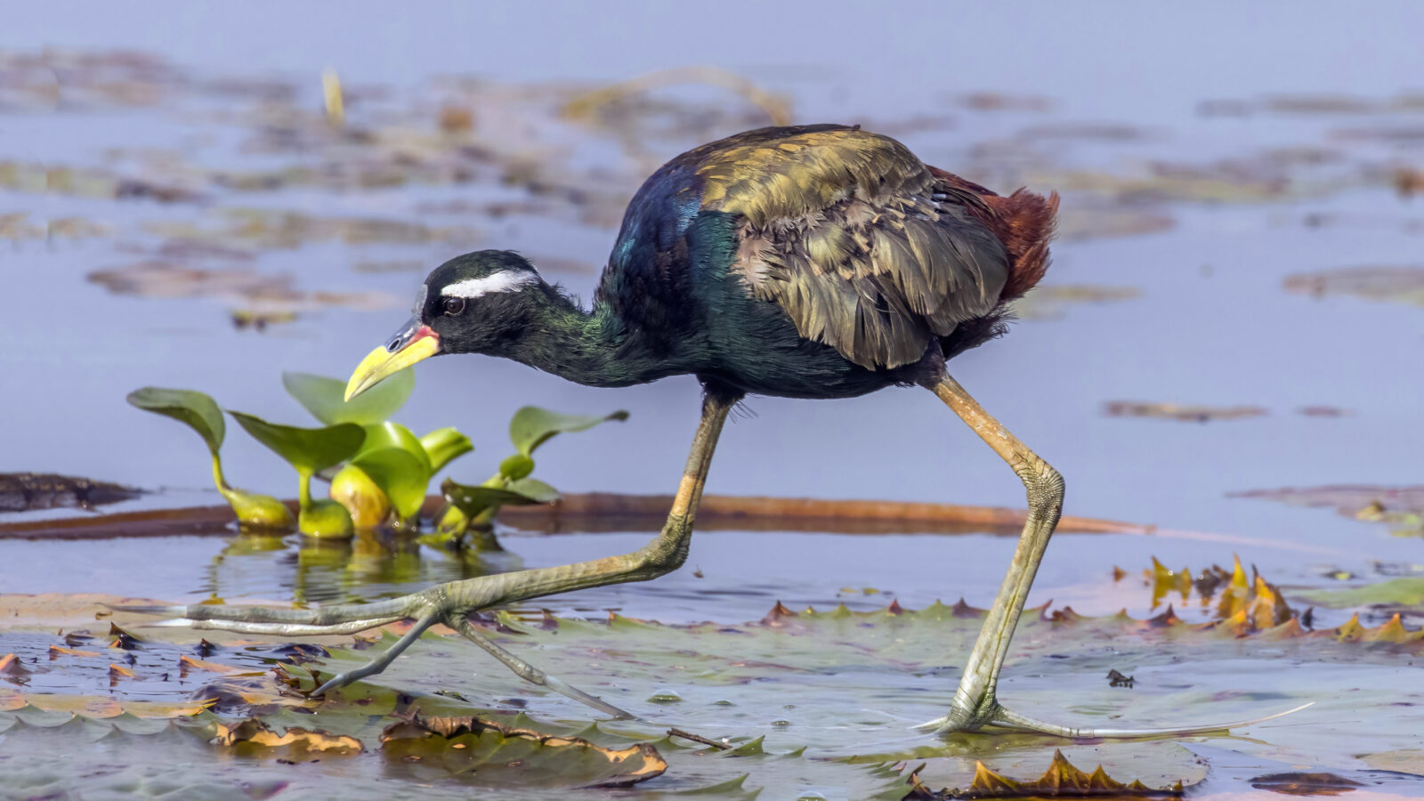 Bronze-winged Jacana