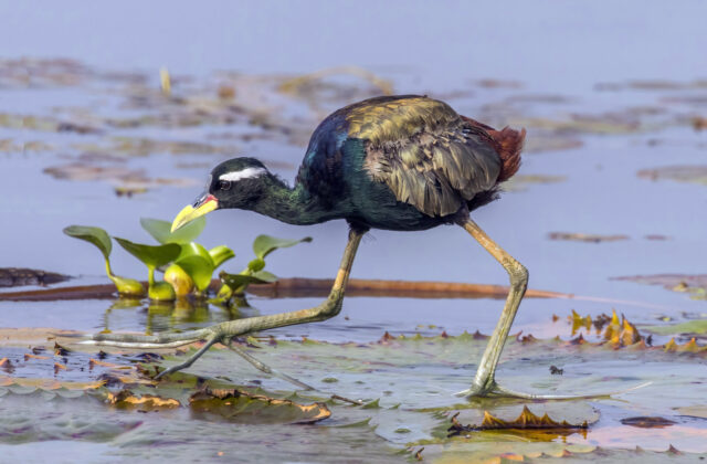 Bronze-winged Jacana