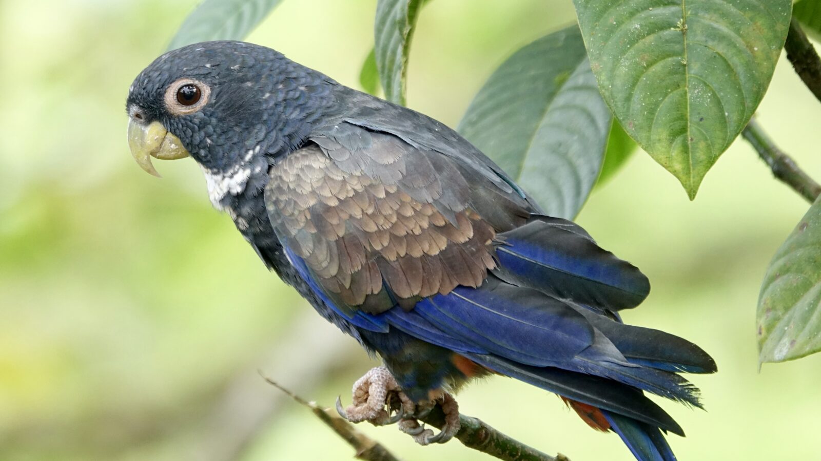 Bronze-winged Parrot