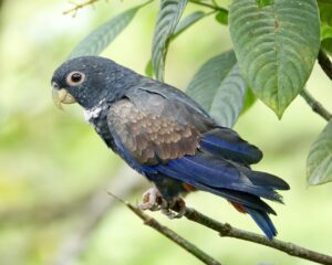 Bronze-winged Parrot