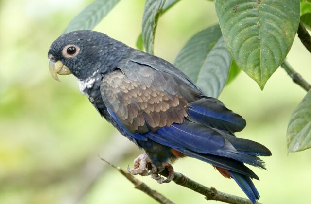 Bronze-winged Parrot