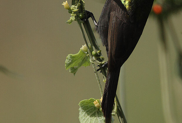 Bronze Sunbird