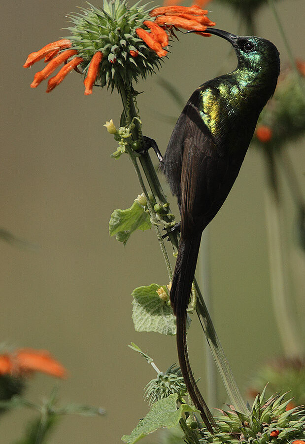 Bronze Sunbird