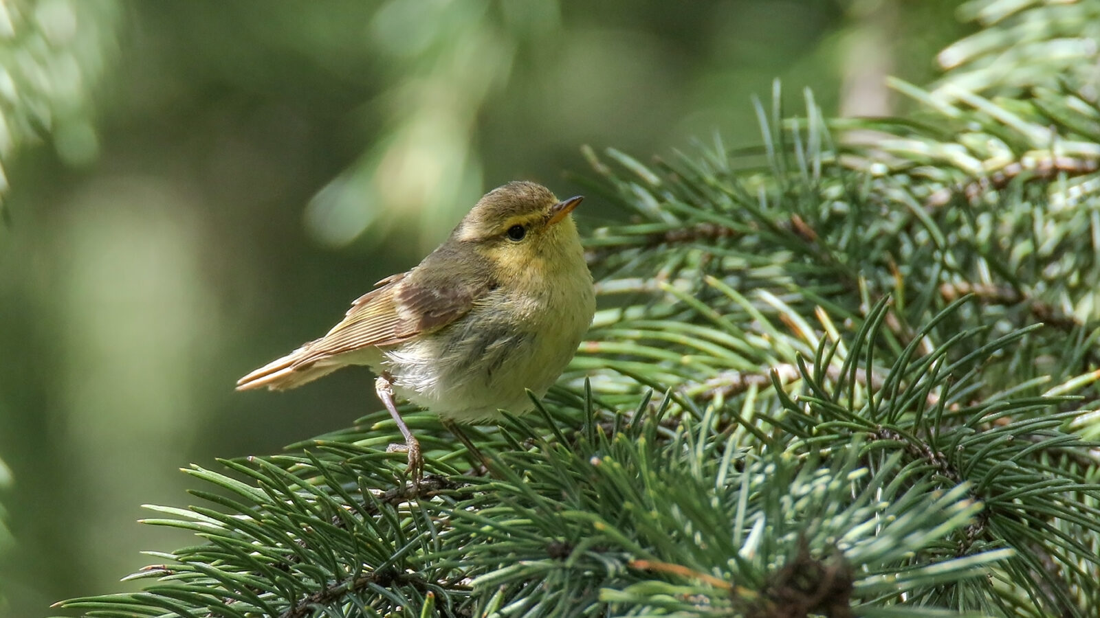 Brooks’s Leaf Warbler