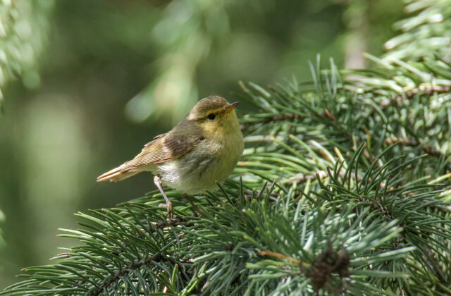 Brooks’s Leaf Warbler