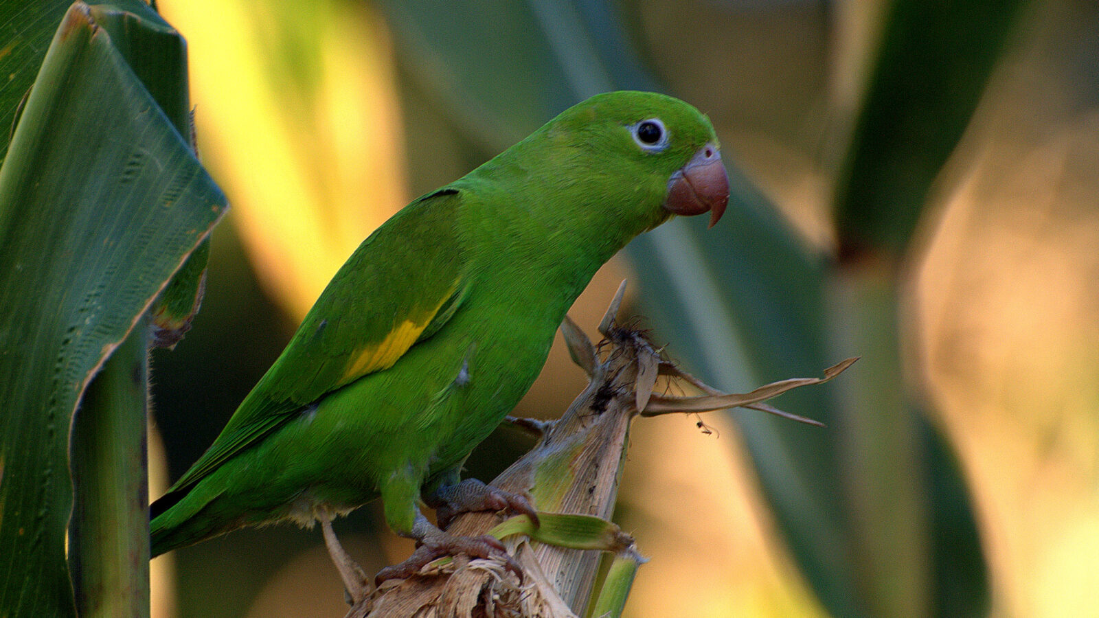 Yellow-chevroned Parakeet