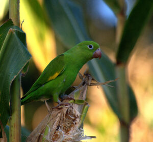 Yellow-chevroned Parakeet