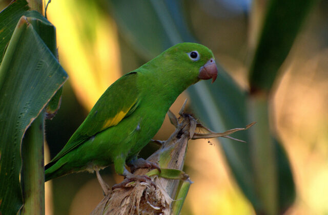 Yellow-chevroned Parakeet