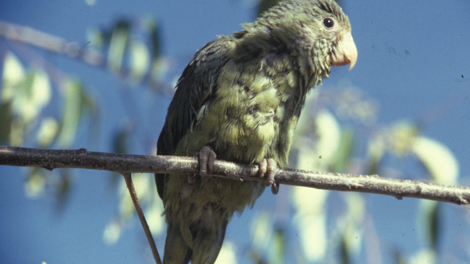 Cobalt-winged Parakeet