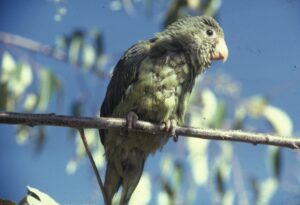 Cobalt-winged Parakeet