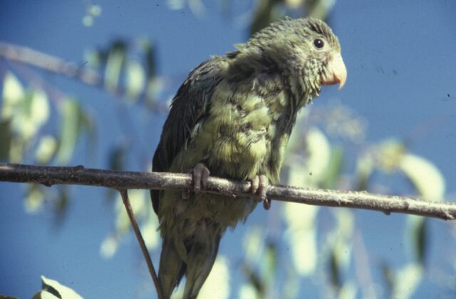 Cobalt-winged Parakeet