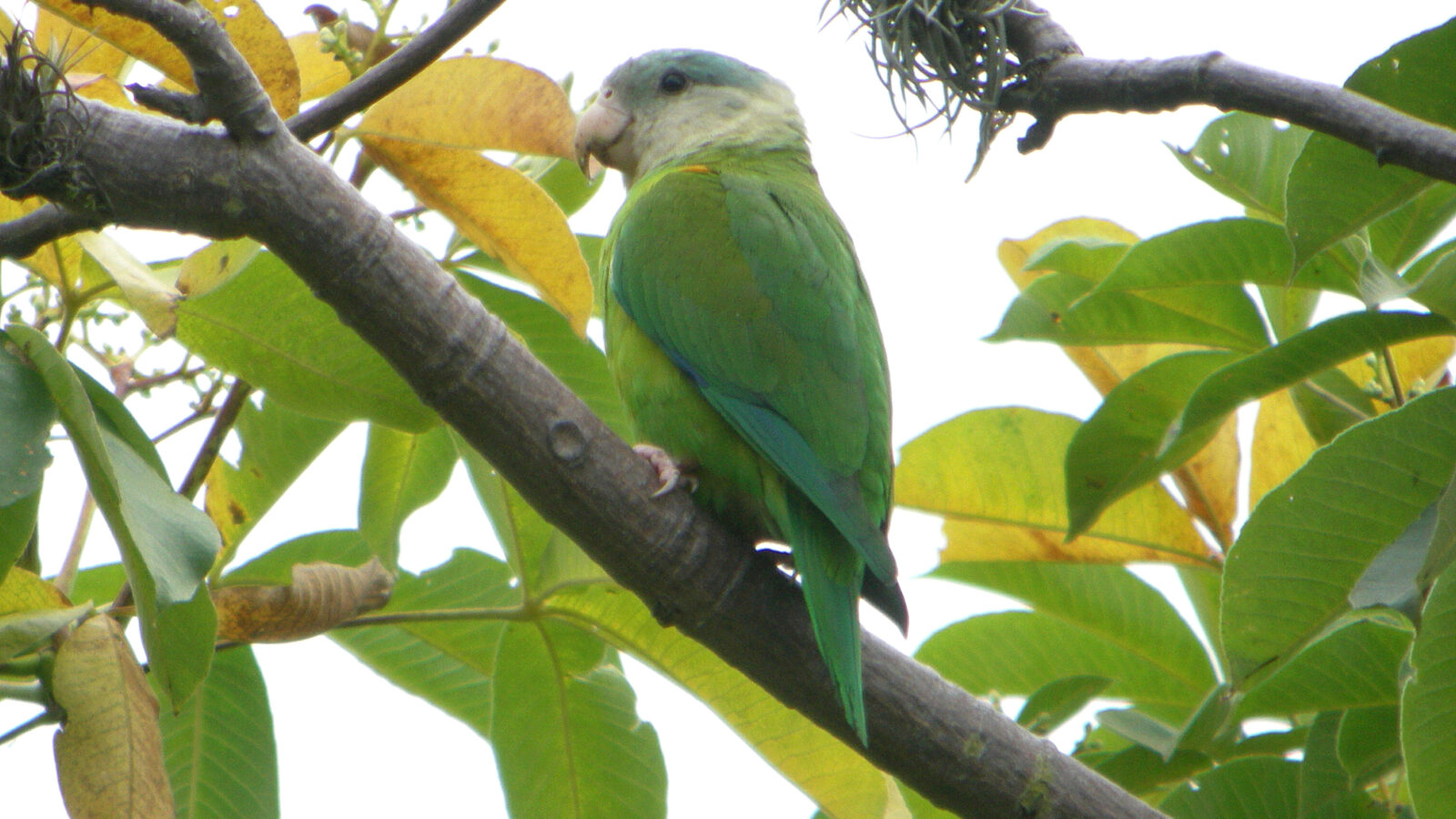 Grey-cheeked Parakeet