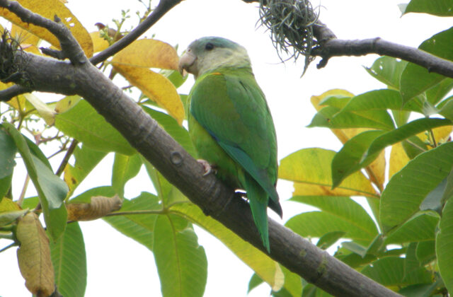 Grey-cheeked Parakeet