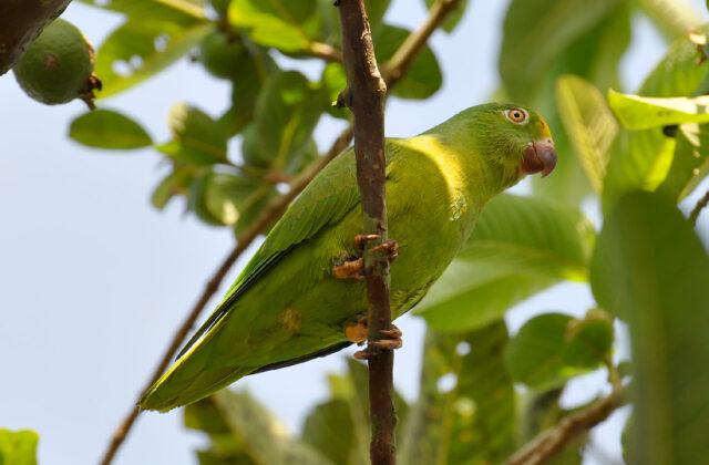 Tui Parakeet