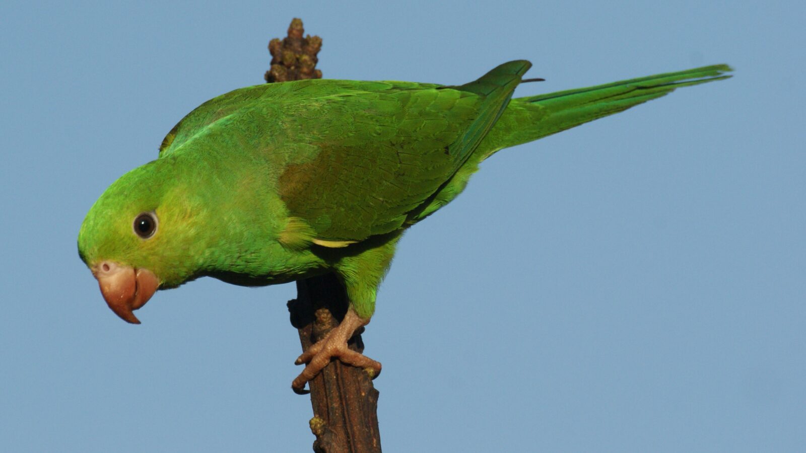 Plain Parakeet