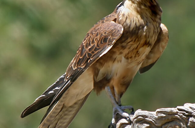 Brown Falcon