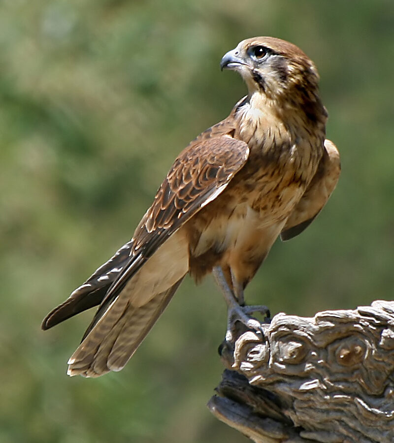 Brown Falcon