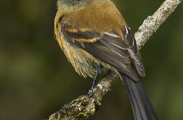 Brown-backed Chat-Tyrant