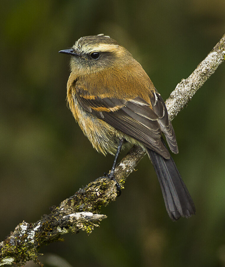 Brown-backed Chat-Tyrant