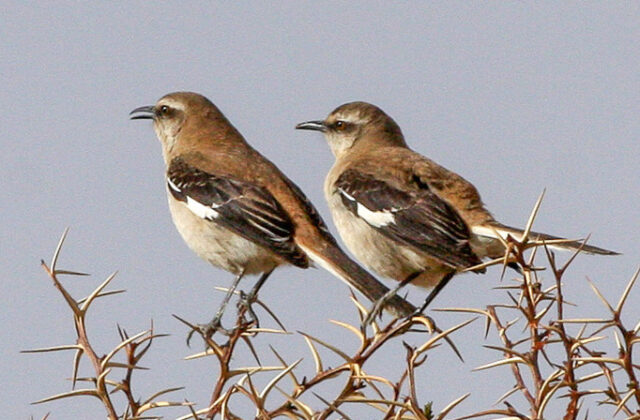 Brown-backed Mockingbird