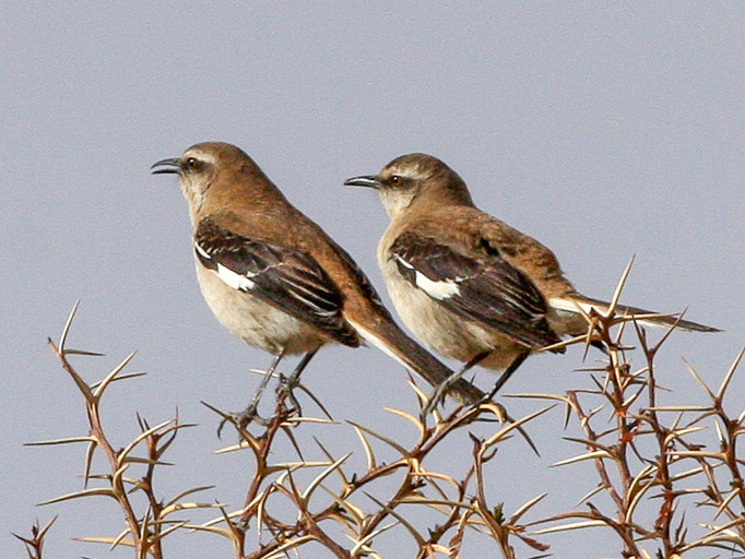 Brown-backed Mockingbird