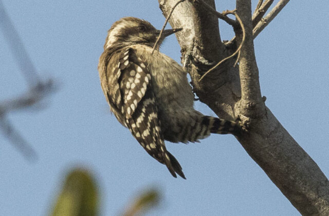 Brown-backed Woodpecker