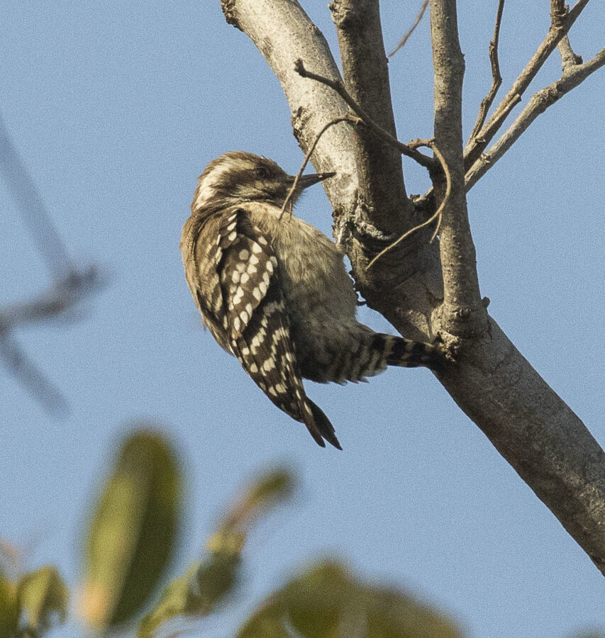 Brown-backed Woodpecker
