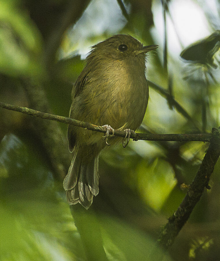Brown-breasted Bamboo Tyrant