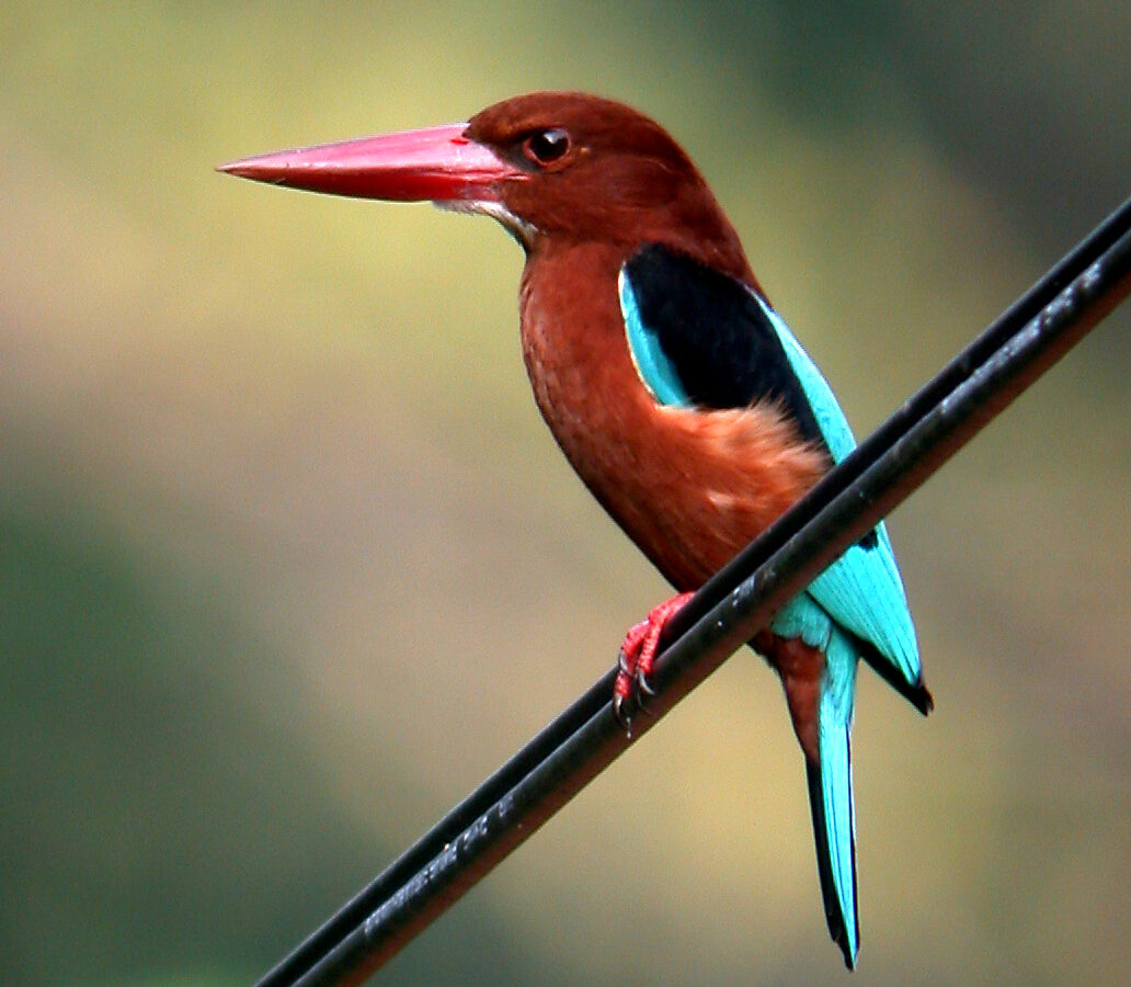 Brown-breasted Kingfisher