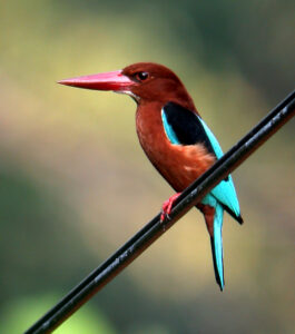 Brown-breasted Kingfisher