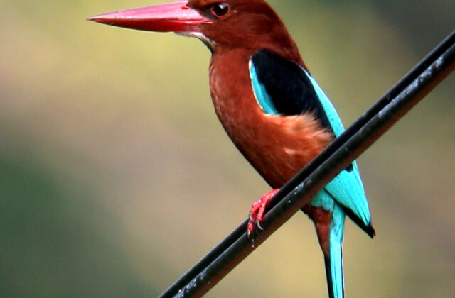 Brown-breasted Kingfisher